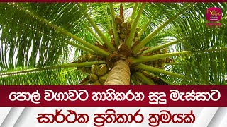 පොල් වගාවට හානිකරන සුදු මැස්සාට සාර් ථක ප්‍රතිකාර ක්‍රමයක්-Treatment for whiteflies| Rupavahini News