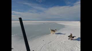 Mile55 & Wapekeka Goose Hunt 2024