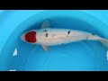 hq tancho sanke 61 cm female ab koi marum