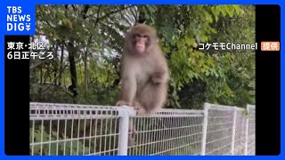 サル出没…今度は東京・吉祥寺で「怖い」 23区で相次ぐ目撃、通行人威かくも｜TBS NEWS DIG