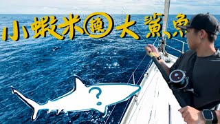 【德州去哪玩】 Corpus Christi釣鯊魚 看海豚｜口袋景點｜Dolphin Dock｜Dolphin Connection｜