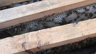 Kenyan Top Bar Beehive Management - with Adrian Iodice from Beekeeping Naturally