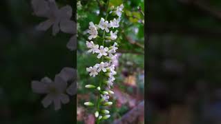 അലങ്കാര വൃക്ഷം : പാരിജാതം -  PARIJATHAM 🌼 🐝🦋🐦