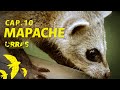 Mapache Cangrejero | #URRAS ¡Guardianes de la Fauna!