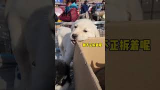 老板真实在，诚我不欺骗，说拆家就拆家！#pets #funny #puppy