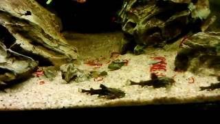 Hara Jerdoni feeding on bloodworms