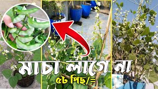 খাটো জাতের সিম || উচ্চফলনশীল সিম | মাচা লাগে না | বারোমাসি ধরে| ছাদ বাগান || 01717 562544✆+wtsp+imo