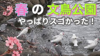 春の【文鳥公園】【文鳥パラダイス】放し飼い文鳥がいっぱい！！java sparrow