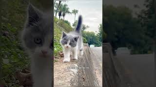 #萌宠 #小奶猫 #萌宠出道计划 #萌宠成精了 #vlog萌宠日常