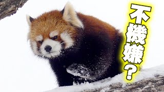 【円山動物園のレッサーパンダ】不機嫌？（キン）　January 8 , 2016　Red Panda KIN at Maruyama Zoo