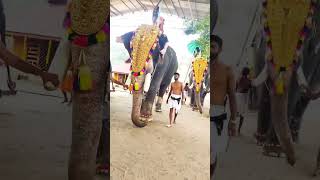 1450)Parannur_nandan_elephant  #ആനച്ചന്തം #aana