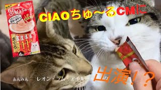 CM出演!？チャオちゅーるCM作ってみた♪【ジェネッタ】cat video【猫動画】