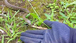 野生のヘビに手を出した結果…☺️