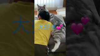 子どもと仲良しの大型猫（9キロ）#cat #shorts