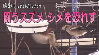 戦うスズメ シメを恐れず！　スズメ・シメ・シジュウカラ・ゴジュウカラ・ハシブトガラ【シニアのお庭野鳥観察】