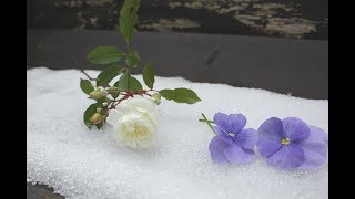 小さな窓の花ごよみ 774 冬の薔薇 ♪ Winter Light ：手島葵 ♪