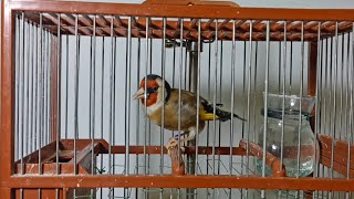 Different goldfinch songs |  BEST GOLDFINCH SINGING