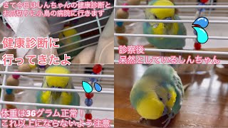 2022.6.2 健康診断に行ってきたよ　【セキセイインコしんちゃんときょきょの暮らし】