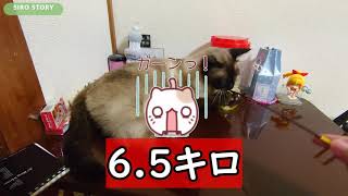 シロちゃん日記。#61『猫ちゃん達を動物病院へ連れて行きました。』