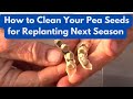 How to Clean Your Pea Seeds for Replanting Next Season