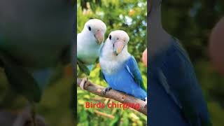 Nature Sound Relaxation-Soothing Forest Birds Singing-Relaxing Sleep-Bird Chirping Sound #shorts
