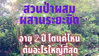 สวนป่าผสมผสานระยะชิด อายุ 2 ปี โตแค่ไหน? ต้นอะไรโตดีที่สุด?