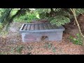 essexwildlifetv hedgehogs