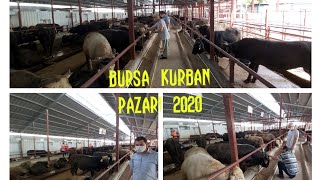 BURSA KURBAN PAZARINA KURBANLIK TOSUNLAR GELMİŞ #MAŞALLAH