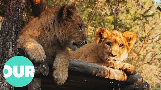 Two Cubs Prepare To Go And Live In The Wild | Lion Country Ep1 | Our World