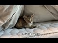 이불속이 좋은 고양이 adorable kitten in a blanket