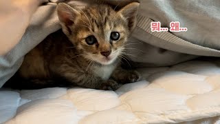 이불속이 좋은 고양이 | adorable kitten in a blanket