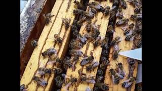 How to Fix a Laying Worker Hive (Without Dumping your Bees)