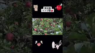 りんごが収穫できるまでリンゴ園の大変さ清光園🍎収穫前の作業Until the apples can be harvested The difficulty of the apple orchard