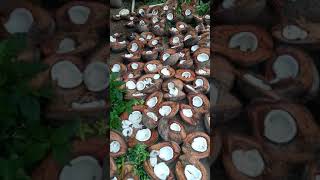 Coconut for oil making coconut oil தேங்காய் செக் ஆடுவதற்கு  தேங்காய் எண்ணெய் #coconutoil #shorts