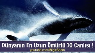 Dünyanın En Uzun Ömürlü 10 Canlısı !