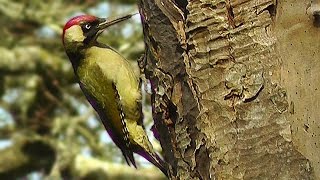 Green Woodpecker and Great Spotted Woodpecker : Birds Nest Building