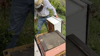 Inspecting A Beehive! 🐝 #shorts