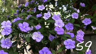 Brunfelsia (Yesterday, Today \u0026 Tomorrow) -- A Minute in the Garden 59 from A Gardener's Notebook