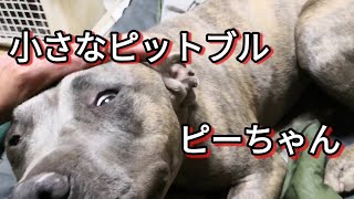 【ピットブル】ピーちゃん頑張ってるよね(独り言) Dog Rescue A\u0026R