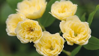 Rosa Bansiae Lutea - Full Bloom