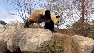 リーリーパパ凄い所でするのね！　12月21日 上野動物園