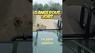 🦁 Dangerous Job - Safari Zookeeper 🦁 #viral #jobs #work #safari #zookeeper #animals #topjobs