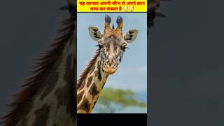 अपनी 21 Inch लंबी जीभ से करता है कान साफ ) | Giraffe Cleaning Ears #shorts