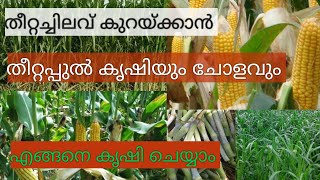 തീറ്റപ്പുല്ല് കൃഷി | ചോളം കൃഷി രീതികൾ | Fodder Grass cultivation | Theetta Pullu | Krishi |Co3| Co5