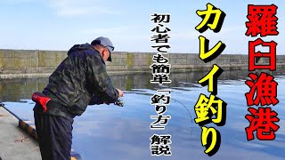 【北海道釣り】爆釣カレイ❗堤防で初心者でも簡単に釣れる‼️