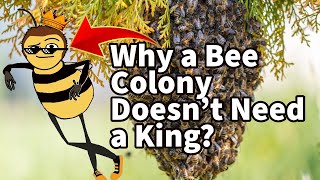 Why isn't there a king bee?