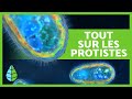 RÈGNE PROTISTE🦠 Définition, caractéristiques et classification🔍