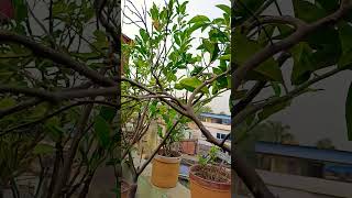 শখের ছাদ বাগান # gardening video #viralvideos #shortsviral