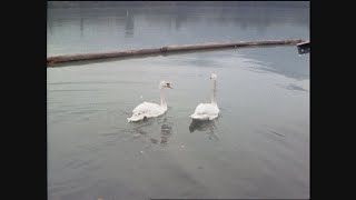 【懐かし映像】皇居の白鳥が飛騨川に引っ越し　岐阜県川辺町【1972年2月10日】