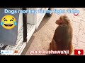 dog fight funny video 😂🤣 video funny fight dog#logvideo #dogfight#youtubevideo #monkeyvidio #viralvi